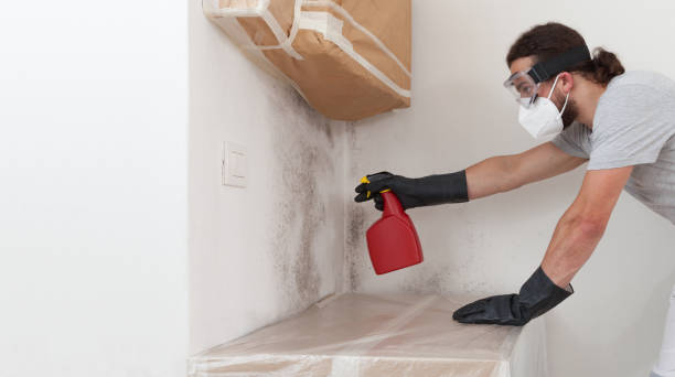 Professional Basement Mold Remediation technician working in Mukilteo, WA