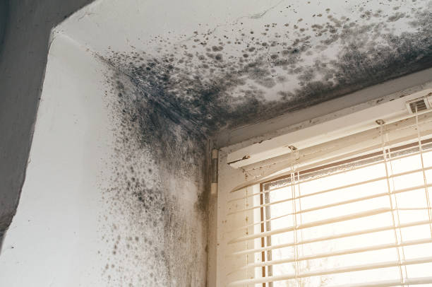 Affordable Basement Mold Remediation solutions in Mukilteo, WA